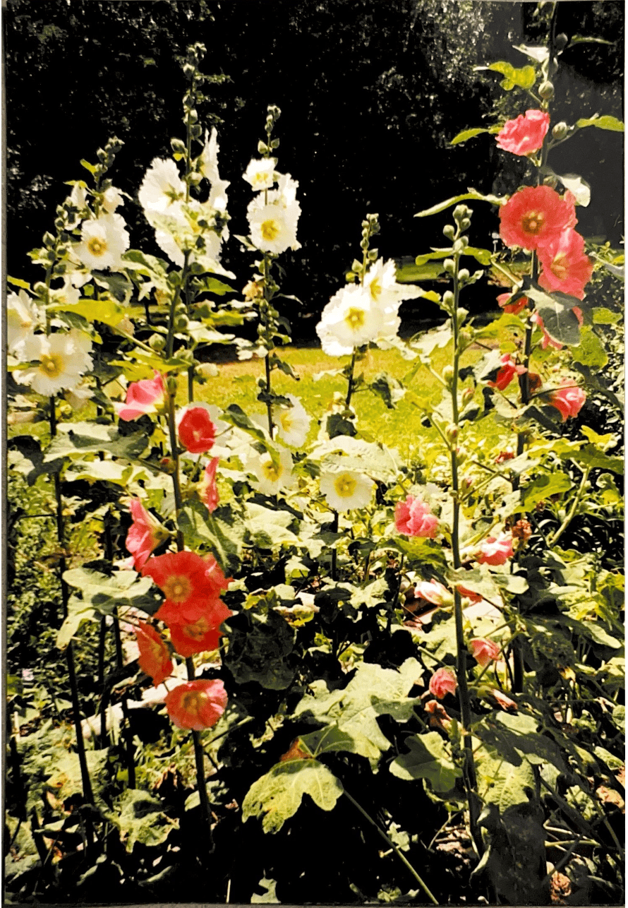 A vibrant garden scene featuring tall hollyhock flowers in full bloom. The flowers display shades of pink, red, and white, set against a lush green backdrop of foliage and a sunlit lawn. In the background, dark trees frame the bright and colorful display—perfect for those who harvest, store, and share hollyhock seeds.